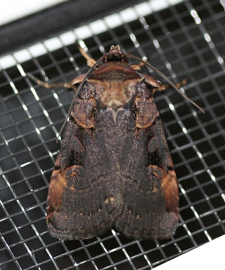 Pseudohermonassa bicarnea Pseudohermonassa bicarnea Geotagged,Pink-spotted dart,Pseudohermonassa bicarnea,Summer,United States