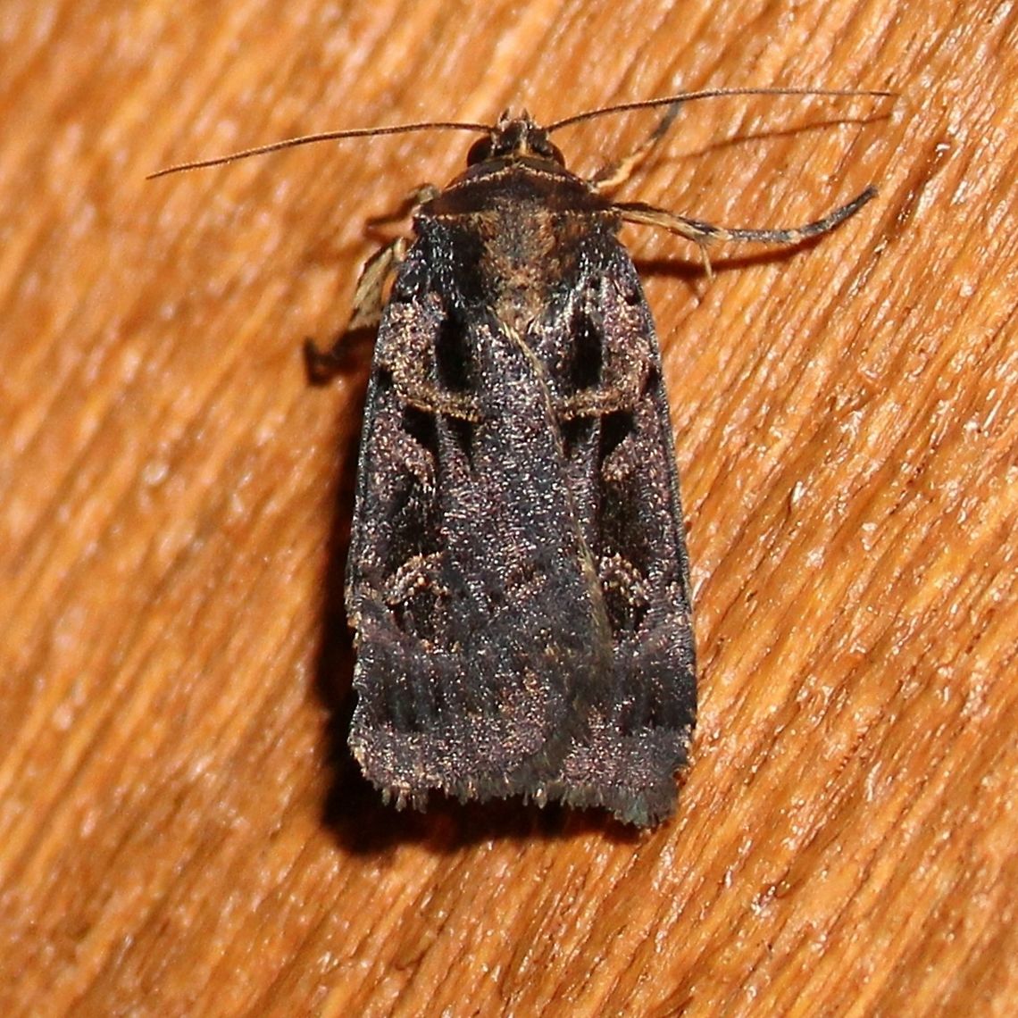 Pseudohermonassa tenuicula Pseudohermonassa tenuicula Geotagged,Pseudohermonassa tenuicula,Summer,United States,tenuicula