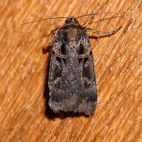 Pseudohermonassa tenuicula Pseudohermonassa tenuicula Geotagged,Pseudohermonassa tenuicula,Summer,United States,tenuicula