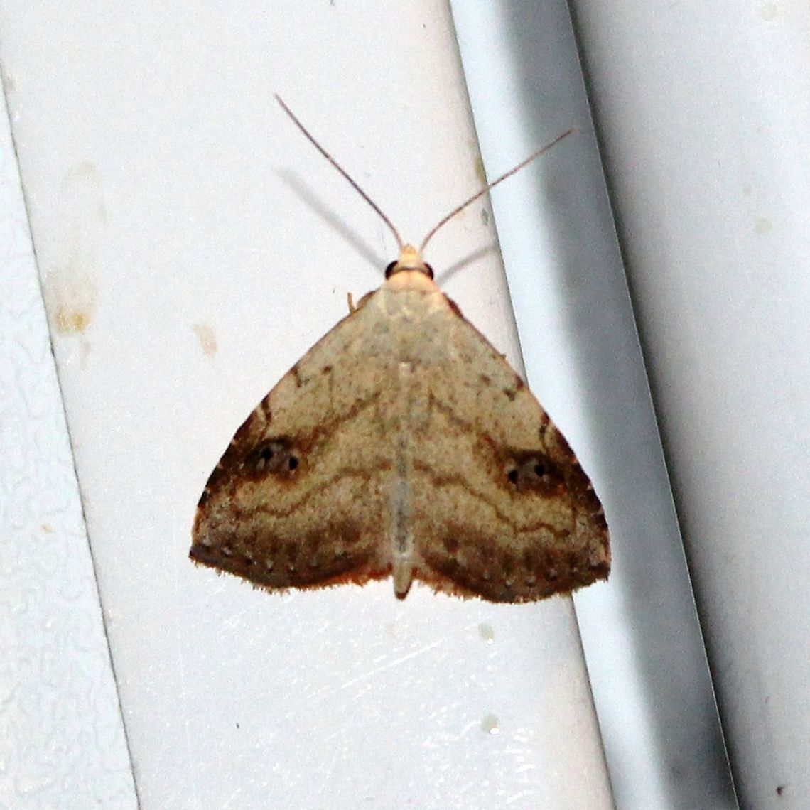 Rivula propinqualis Rivula propinqualis Geotagged,Rivula propinqualis,Spotted Grass Moth,Summer,United States