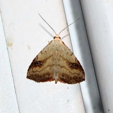 Rivula propinqualis Rivula propinqualis Geotagged,Rivula propinqualis,Spotted Grass Moth,Summer,United States