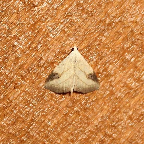 Rivula propinqualis Rivula propinqualis Geotagged,Rivula propinqualis,Spotted Grass Moth,Summer,United States