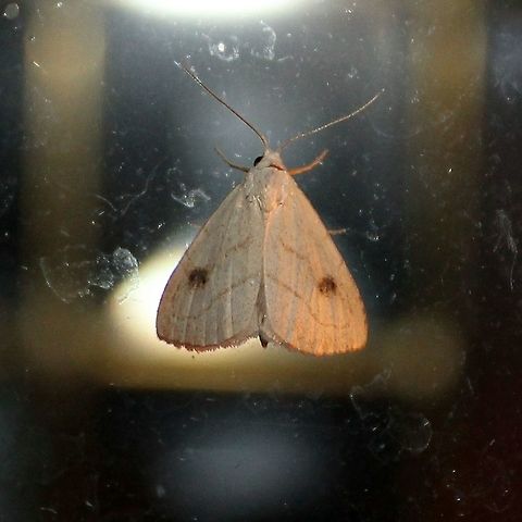 Rivula propinqualis Rivula propinqualis Geotagged,Rivula propinqualis,Spotted Grass Moth,Summer,United States