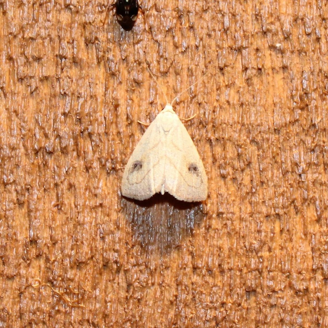 Rivula propinqualis Rivula propinqualis Geotagged,Rivula propinqualis,Spotted Grass Moth,Summer,United States