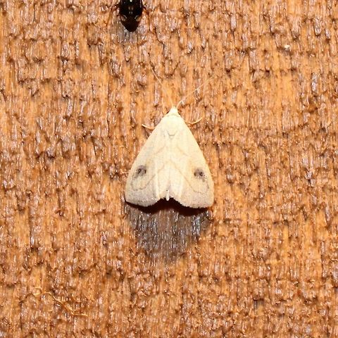 Rivula propinqualis Rivula propinqualis Geotagged,Rivula propinqualis,Spotted Grass Moth,Summer,United States