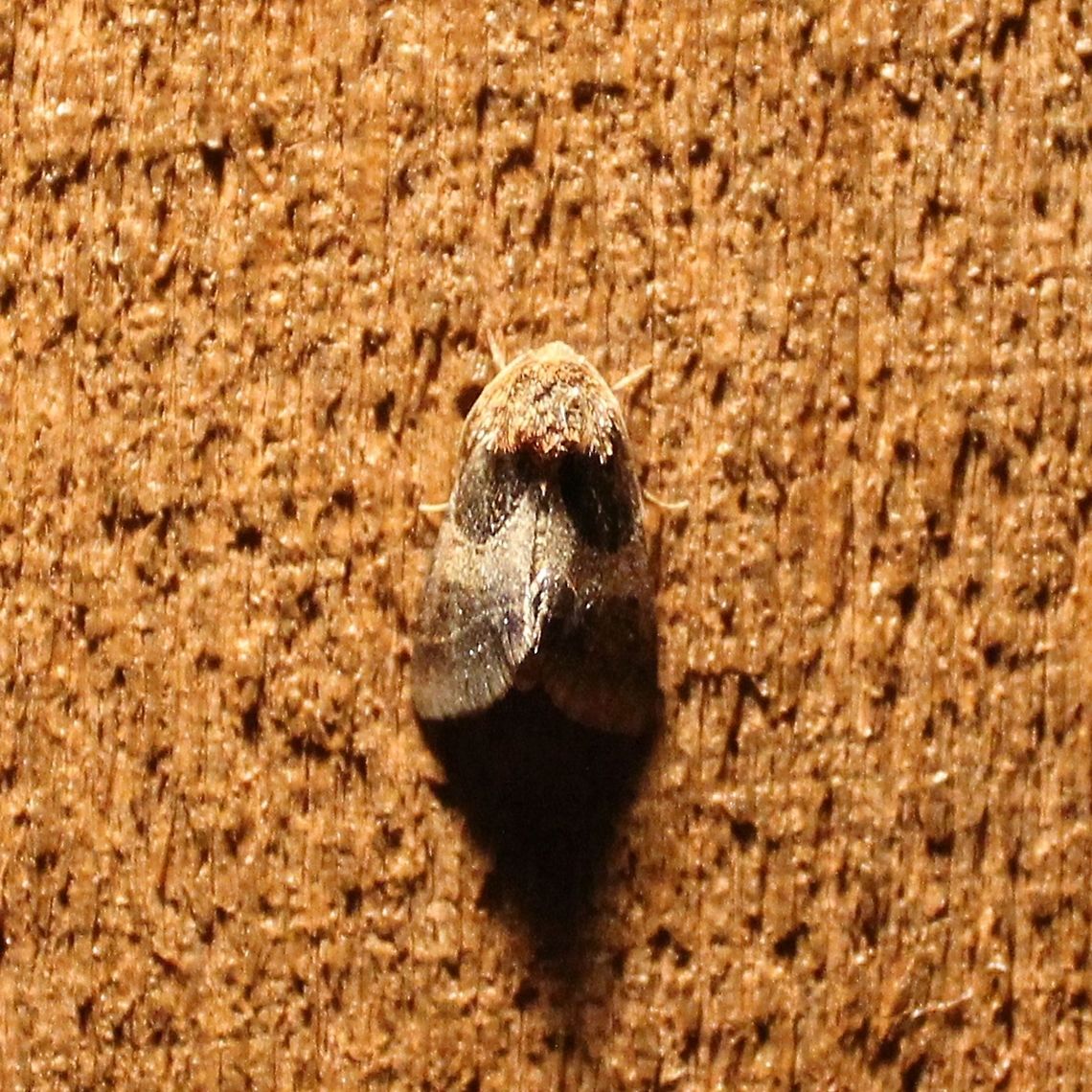 Schinia arcigera Schinia arcigera (Arcigera Flower Moth) Arcigera flower moth,Geotagged,Schinia arcigera,Summer,United States