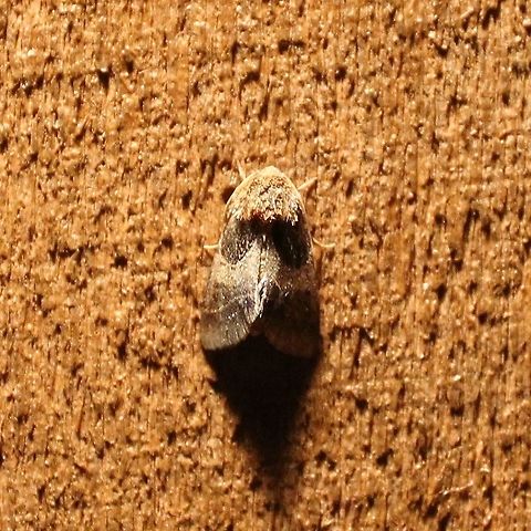 Schinia arcigera Schinia arcigera (Arcigera Flower Moth) Arcigera flower moth,Geotagged,Schinia arcigera,Summer,United States