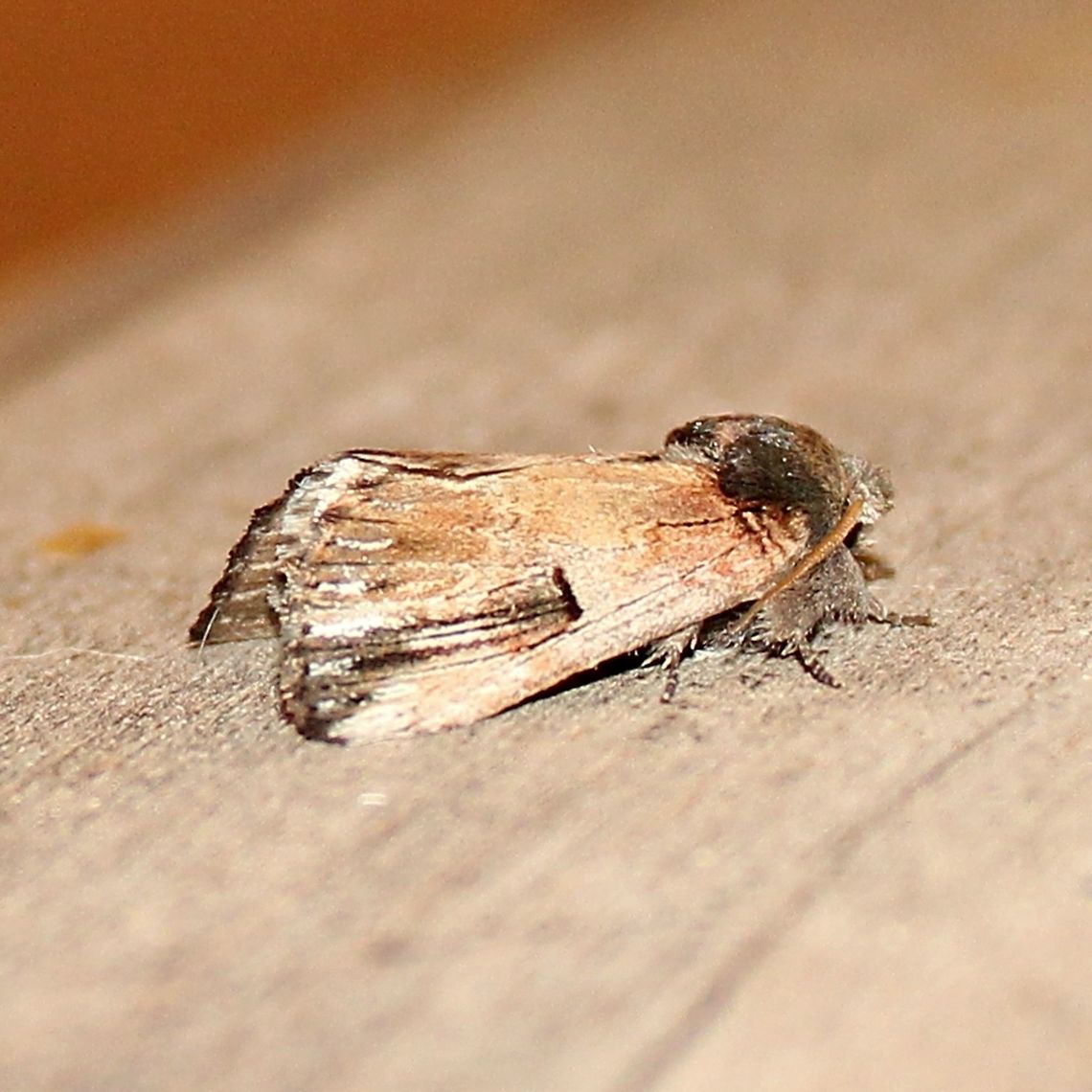 Schizura badia Schizura badia Chestnut Schizura,Geotagged,Schizura badia,Summer,United States