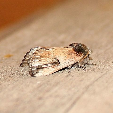 Schizura badia Schizura badia Chestnut Schizura,Geotagged,Schizura badia,Summer,United States