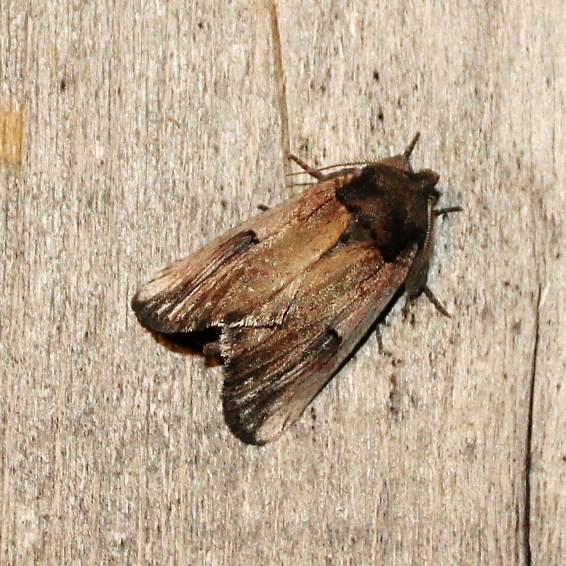 Schizura badia Schizura badia Chestnut Schizura,Geotagged,Schizura badia,Summer,United States