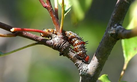 Schizura concinna larva Schizura concinna (Red-humped Caterpillar Moth) on an apple tree. There were many of these larvae feeding on apple leaves. They have also been observed here feeding on black walnut leaves. Geotagged,Minnesota,Schizura concinna,Schizura concinna larva,Summer,United States,apple,caterpillar,malus