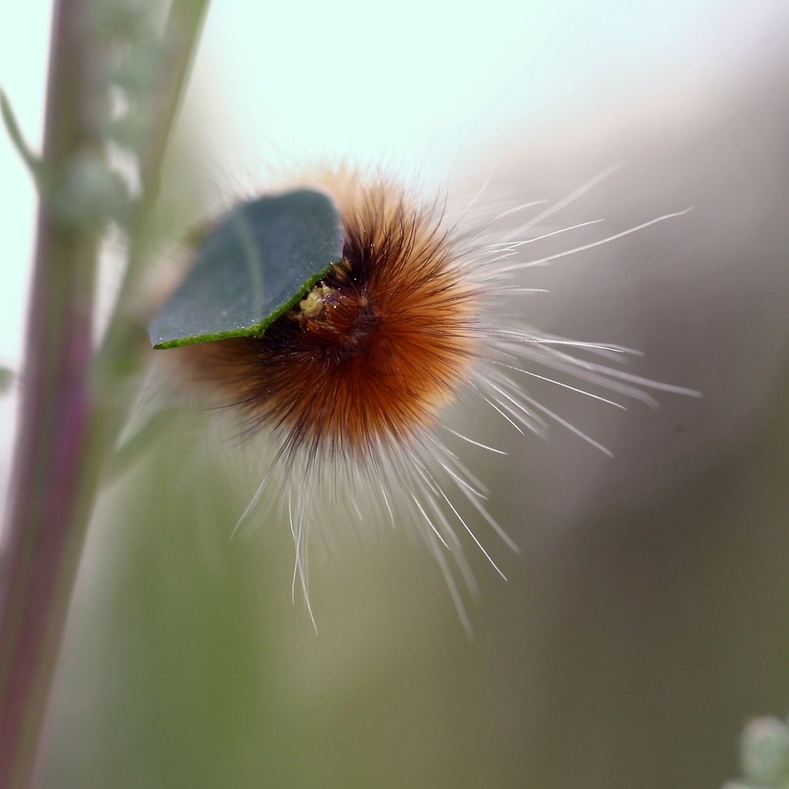 Spilosoma virginica larva Spilosoma virginica (Virginia Tiger Moth) larva feeding on Chenopodium alba (Pigweed). Chenopodium,Chenopodium alba,Geotagged,Spilosoma virginica,Spilosoma virginica larva,United States,Virginia Tiger Moth,Virginia tiger moth,Yellow Bear