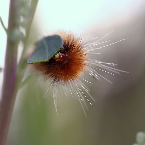 Spilosoma virginica larva Spilosoma virginica (Virginia Tiger Moth) larva feeding on Chenopodium alba (Pigweed). Chenopodium,Chenopodium alba,Geotagged,Spilosoma virginica,Spilosoma virginica larva,United States,Virginia Tiger Moth,Virginia tiger moth,Yellow Bear