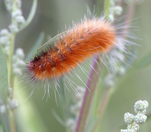Spilosoma virginica larva Spilosoma virginica (Virginia Tiger Moth) larva feeding on Chenopodium alba (Pigweed). Chenopodium,Chenopodium alba,Geotagged,Minnesota,Spilosoma virginica,Spilosoma virginica larva,United States,Virginia tiger moth,caterpillar