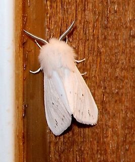 Spilosoma congrua Spilosoma congrua Agreeable tiger moth,Geotagged,Spilosoma congrua,Spring,United States