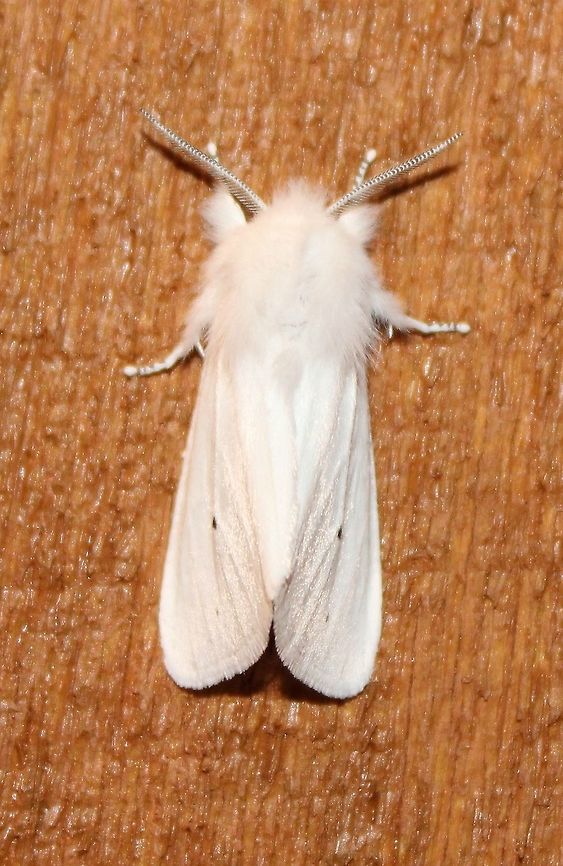 Spilosoma virginica Spilosoma virginica Geotagged,Spilosoma virginica,Spring,United States,Virginia tiger moth