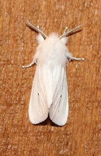 Spilosoma virginica Spilosoma virginica Geotagged,Spilosoma virginica,Spring,United States,Virginia tiger moth