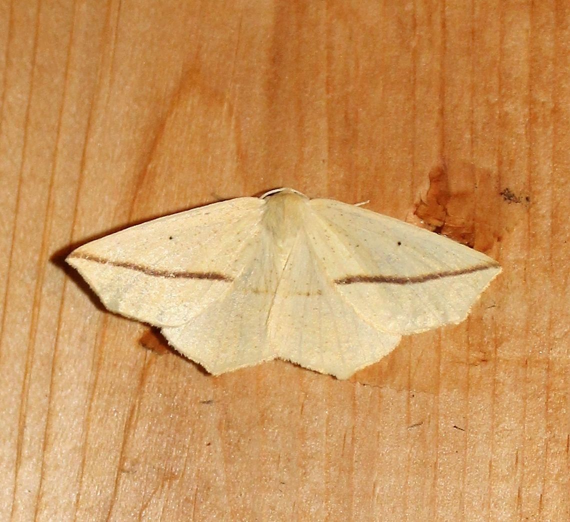 Tetracis crocallata Tetracis crocallata Geotagged,Summer,Tetracis crocallata,United States