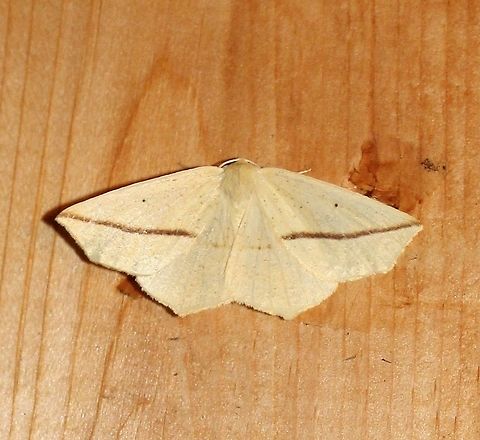 Tetracis crocallata Tetracis crocallata Geotagged,Summer,Tetracis crocallata,United States