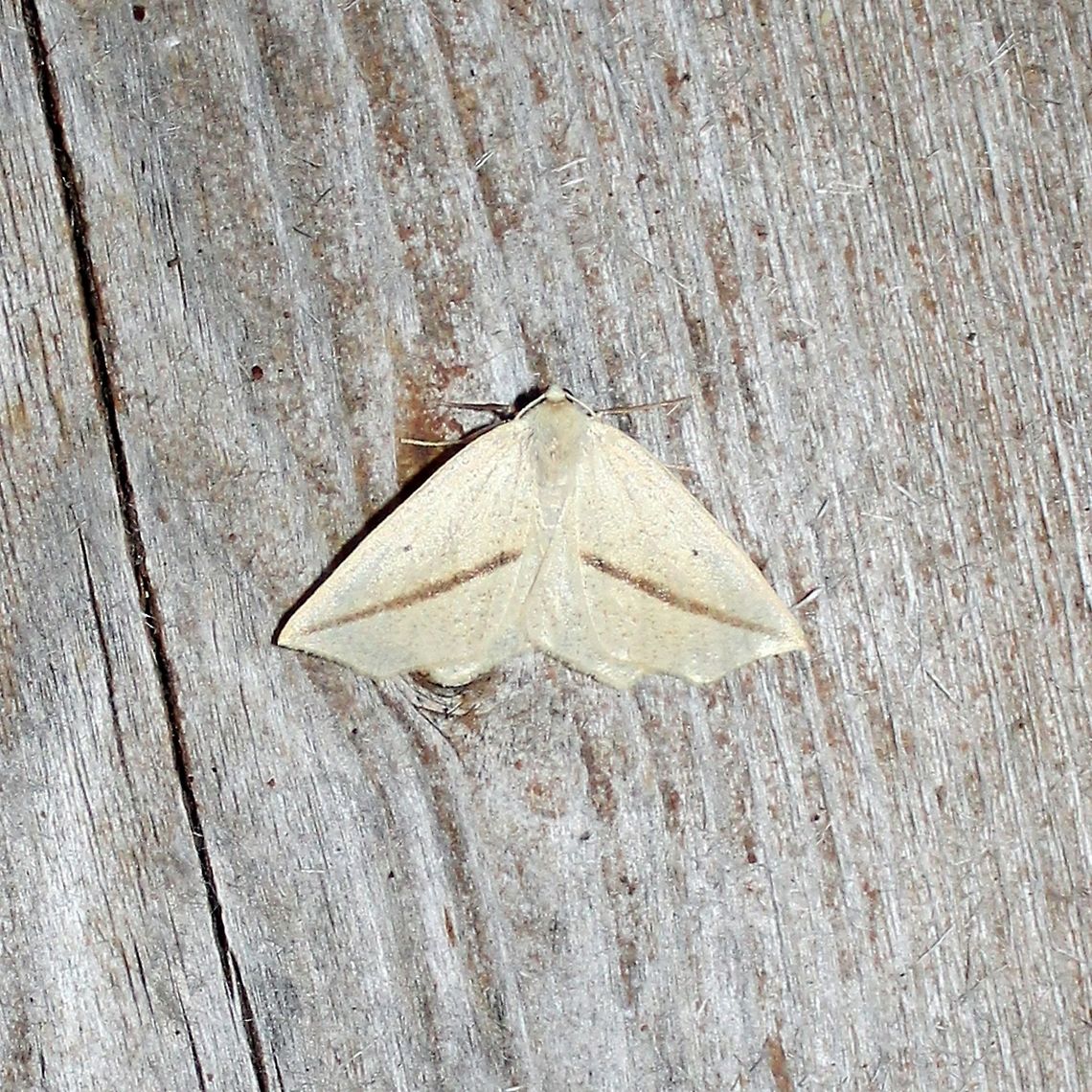 Tetracis crocallata Tetracis crocallata Geometridae,Geotagged,Lepidoptera,Spring,Tetracis crocallata,United States,insect,moth