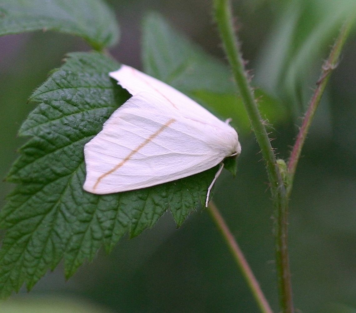 Tetracis cachexiata Tetracis cachexiata Geotagged,Spring,Tetracis cachexiata,United States,White Slant-line