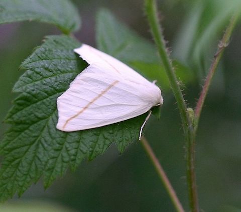 Tetracis cachexiata Tetracis cachexiata Geotagged,Spring,Tetracis cachexiata,United States,White Slant-line
