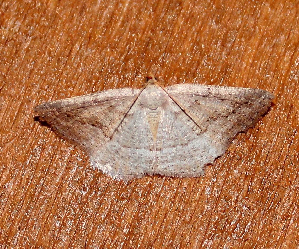 Tacparia detersata Tacparia detersata (Pale Alder Moth) Geotagged,Minnesota,Pale Alder Moth,Spring,Tacparia detersata,United States