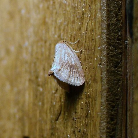 Tortricidia testacea Tortricidia testacea Geotagged,Spring,Tortricidia testacea,United States,Warm-chevroned moth