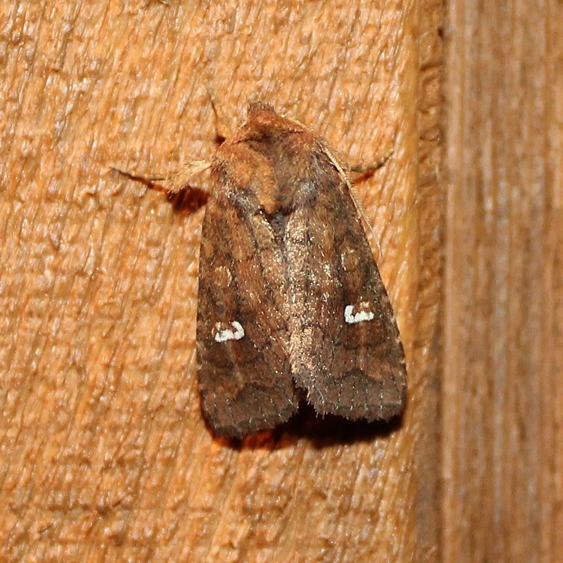 Tricholita signata Tricholita signata (Signate Quaker Moth) Geotagged,Signate Quaker,Summer,Tricholita signata,United States