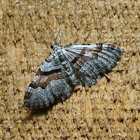 Xanthorhoe labradorensis Xanthorhoe labradorensis Geotagged,Labrador carpet moth,Spring,United States,Xanthorhoe labradorensis,geometridae,moth