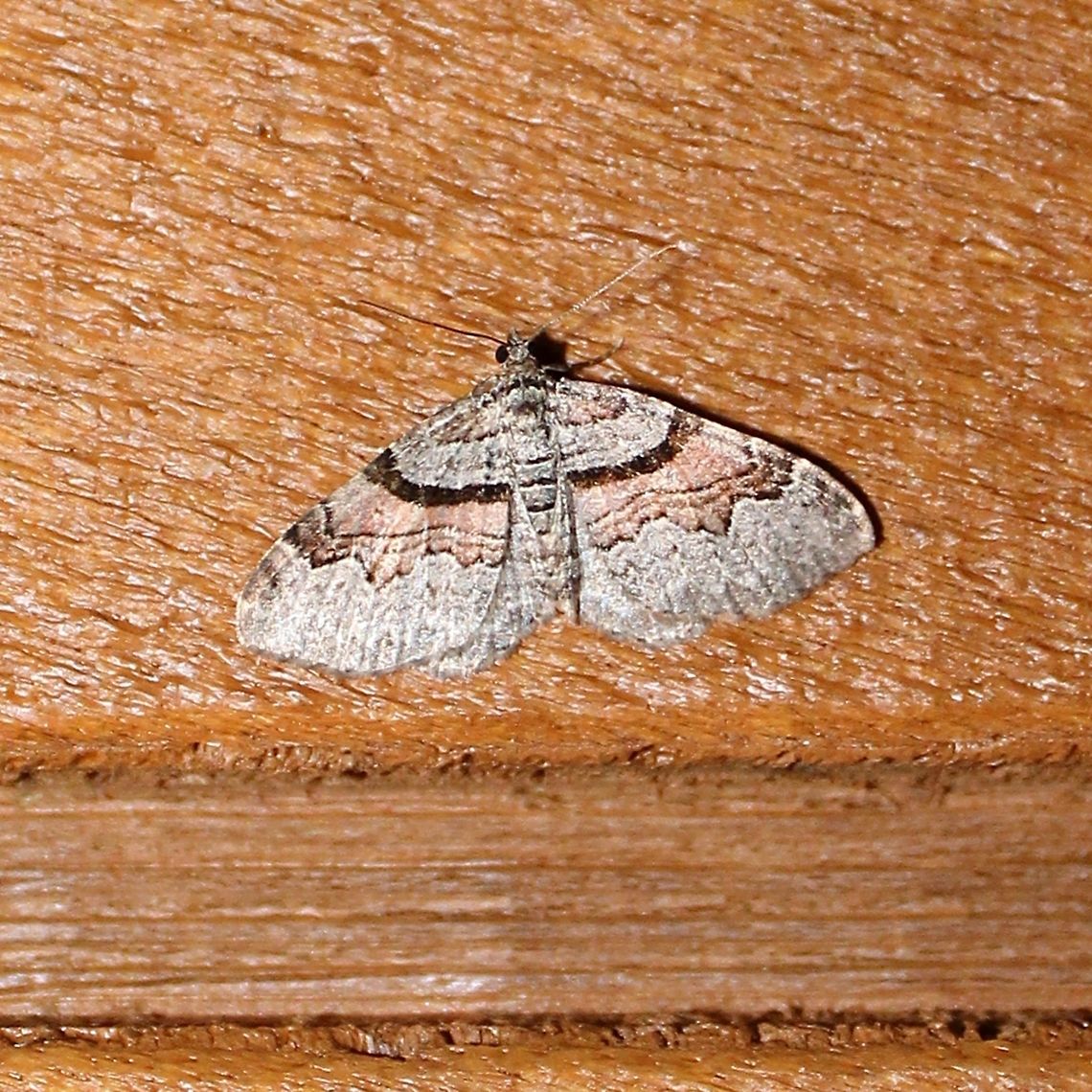 Xanthorhoe labradorensis Xanthorhoe labradorensis Geotagged,Labrador carpet moth,Spring,United States,Xanthorhoe labradorensis,geometridae,moth