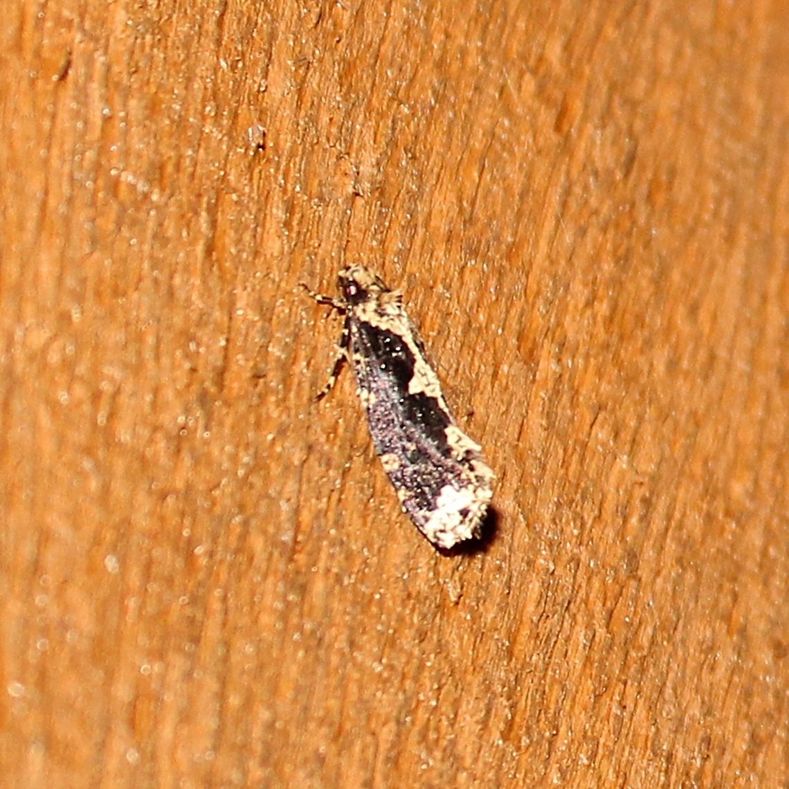 Scardia anatomella Scardia anatomella Geotagged,Scardia anatomella,Skunk Moth,Summer,United States