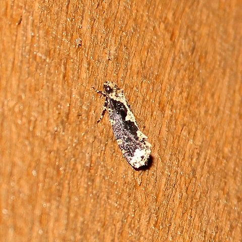 Scardia anatomella Scardia anatomella Geotagged,Scardia anatomella,Skunk Moth,Summer,United States