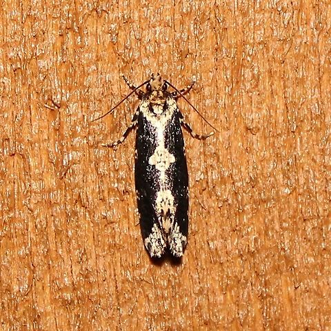 Scardia anatomella Scardia anatomella Geotagged,Scardia anatomella,Skunk Moth,Summer,United States