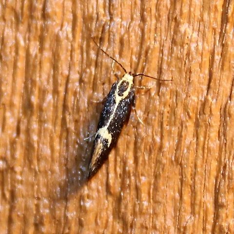 Polix coloradella Polix coloradella Geotagged,Polix coloradella,Skunk Moth,Summer,United States