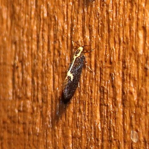 Polix coloradella Polix coloradella Geotagged,Polix coloradella,Skunk Moth,Summer,United States