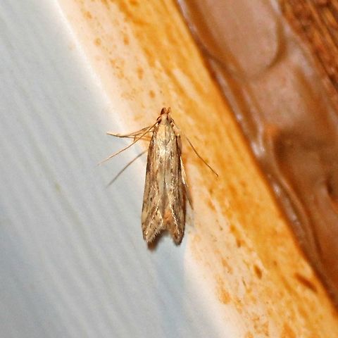 Metzneria lappella Metzneria lappella Geotagged,Metzneria lappella,Summer,United States