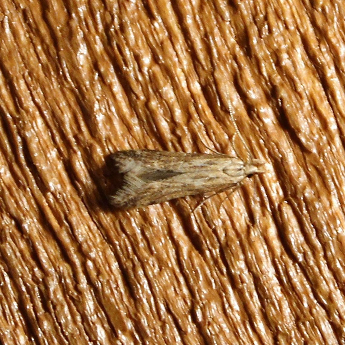 Metzneria lappella Metzneria lappella Gelechiidae,Geotagged,Metzneria lappella,Summer,United States,burdock seed moth,burdock seedhead moth