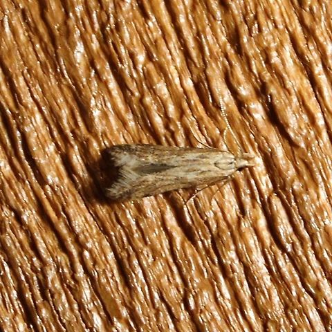 Metzneria lappella Metzneria lappella Gelechiidae,Geotagged,Metzneria lappella,Summer,United States,burdock seed moth,burdock seedhead moth