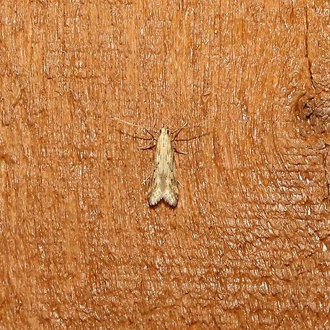 Metzneria lappella Metzneria lappella Geotagged,Metzneria lappella,Summer,United States