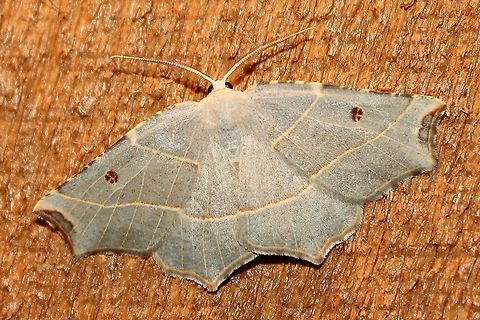 Metanema inatomaria Metanema inatomaria Geotagged,Metanema inatomaria,Summer,United States