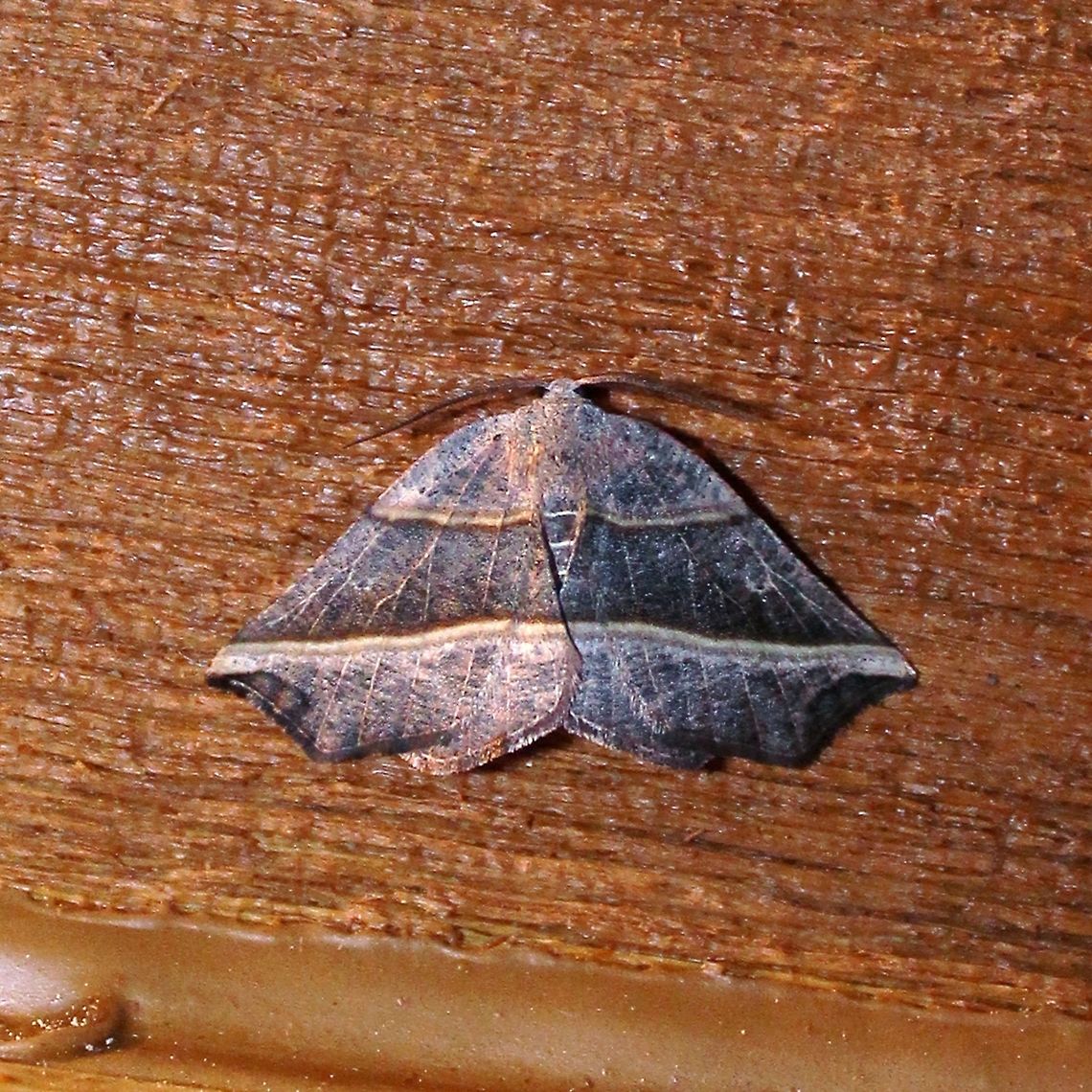 Metanema determinata Metanema determinata Dark Metanema,Geotagged,Metanema determinata,Spring,United States