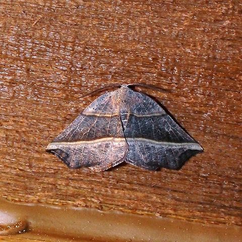 Metanema determinata Metanema determinata Dark Metanema,Geotagged,Metanema determinata,Spring,United States