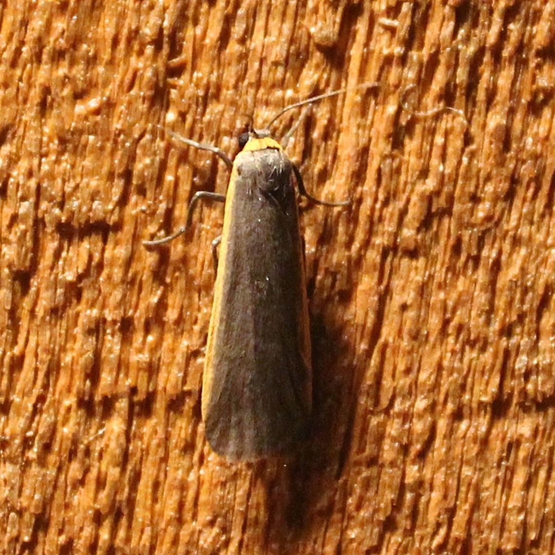 Manulea bicolor Manulea bicolor Bicolored Lichen Moth,Geotagged,Manulea bicolor,Summer,United States