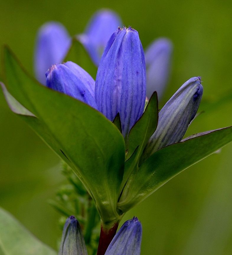 Gentiana andrewsii (Bottle Gentian) Gentiana andrewsii (Bottle Gentian) flowers. Plants growing in a low spot in an old field. Bottle Gentian,Bottle gentian,Gentiana andrewsii,Gentianaceae,Geotagged,Minnesota,Summer,United States,blue flower