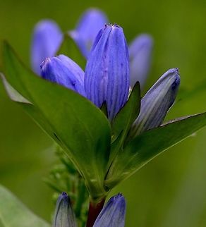Gentiana andrewsii (Bottle Gentian) Gentiana andrewsii (Bottle Gentian) flowers. Plants growing in a low spot in an old field. Bottle Gentian,Bottle gentian,Gentiana andrewsii,Gentianaceae,Geotagged,Minnesota,Summer,United States,blue flower
