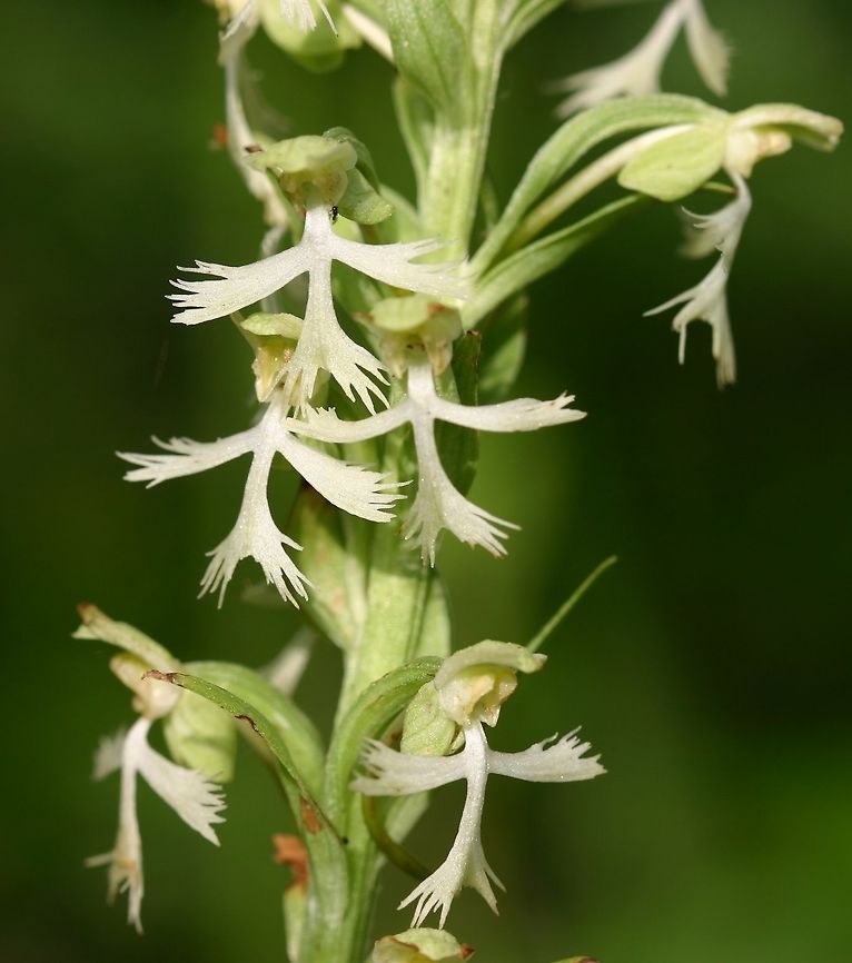 Platanthera lacera Platanthera lacera (White Fringed Orchid) growing near a small isolated marshy pool. I almost missed this one entirely. It was there in 2009 and after that just gone. I&#039;ve looked each year since in the spot and nothing. Geotagged,Green fringed-orchid,Platanthera lacera,Summer,United States,lacera,white fringed orchid