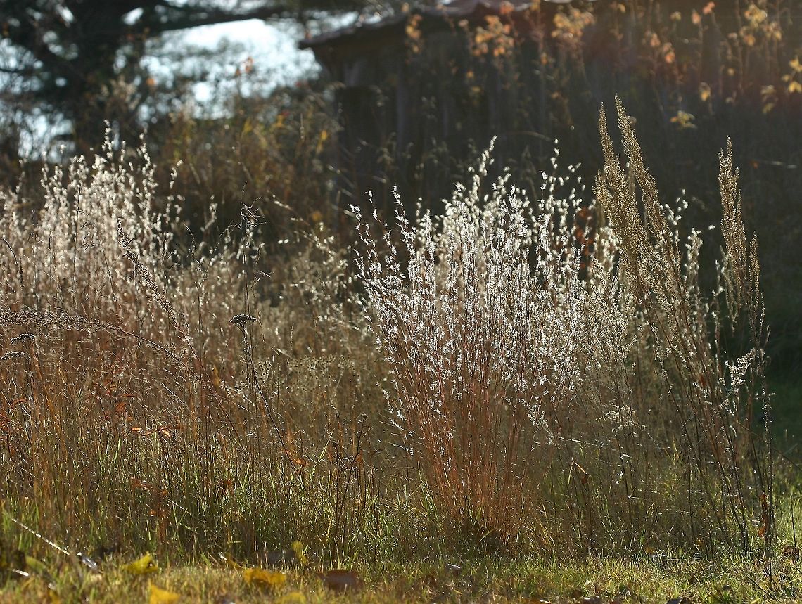 Schizachyrium scoparium (Little Bluestem) Schizachyrium scoparium (Little Bluestem) grown from seeds planted in what was once a sand pit at the edge of an old field. Other species present are Artemisia campestris (Field Sagewort) which was also planted from seeds, and Achillea millefolium (Common Yarrow) which was already growing there for years. Achillea millefolium,Artemisia campestris,Fall,Geotagged,Little Bluestem,Schizachyrium scoparium,United States,grass