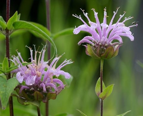 Monarda fistulosa Monarda fistulosa (Wild Bergamot) grown from wild seeds collected locally and now living in what was once a sand pit by an old field. Geotagged,Monarda fistulosa,United States,Wild Bergamot,Wild bergamot,Winter