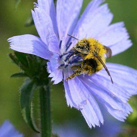 Bumblebee dusted with squash pollen and on a chicory flower This bee had just left a squash flower before landing on the chicory. Cichorium intybus,Common Chicory,Geotagged,Summer,United States,bumblebee,pollen